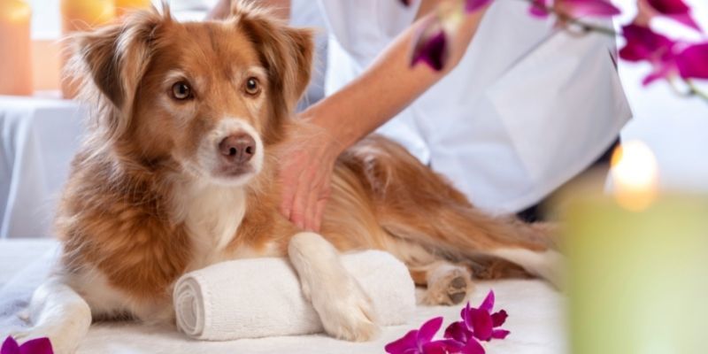 Dog getting best sale massage spa